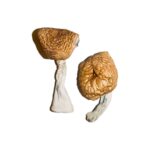 Burmese-Magic-Mushrooms-3